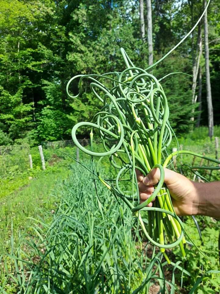 Vieux Verbal Garden | 250 Rue du Vieux Verbal, Saint-Calixte, QC J0K 1Z0, Canada | Phone: (450) 543-9835