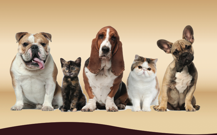 Mimis Pet Grooming | 2242 Foxmead Rd, Coldwater, ON L0K 1E0, Canada | Phone: (705) 238-2397