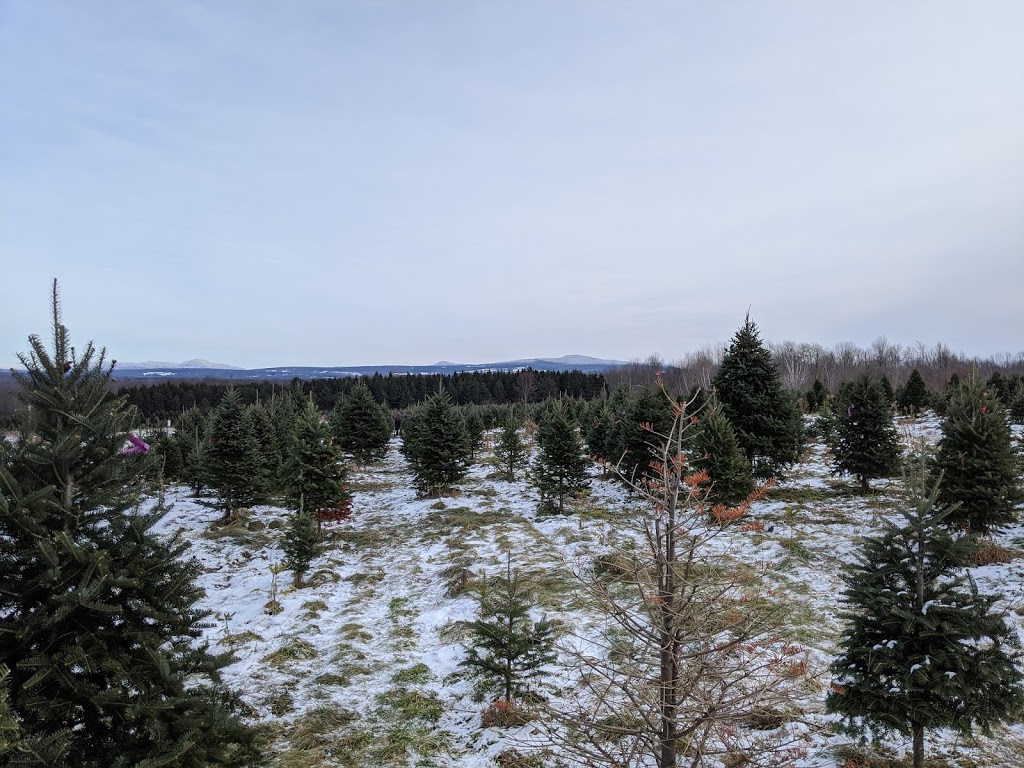 Sapin de Noël, producteur darbre de Noël, Plantation Bernier. | 297 Chemin Brome, Fulford, QC J0E 1S0, Canada | Phone: (450) 534-2417