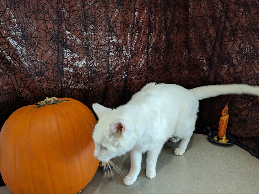 Lessard - Callingwood Veterinary Hospital Ltd | 7514 178 St NW, Edmonton, AB T5T 2Y5, Canada | Phone: (780) 481-5678