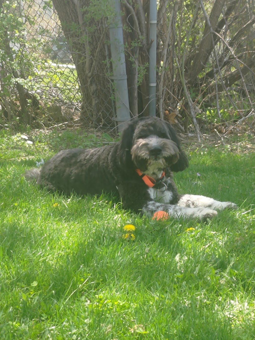 North York Dog Walker - Puppy Training - Pet Boarding | 15 Field Sparroway, North York, ON M2H 3B6, Canada | Phone: (647) 709-6479