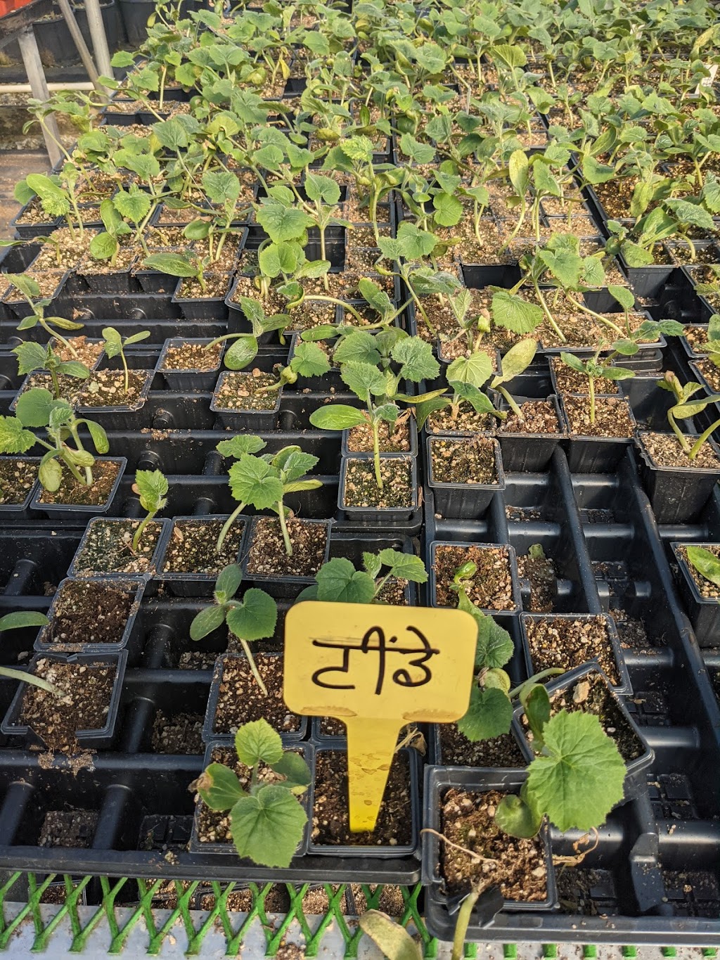 Fraserview Nursery Ltd | 28227 Fraser Hwy, Abbotsford, BC V4X 1K9, Canada | Phone: (604) 835-1965