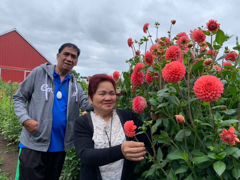 Moore Blooms Dahlias | 6953 Lickman Rd, Chilliwack, BC V2R 4A9, Canada | Phone: (604) 845-4745