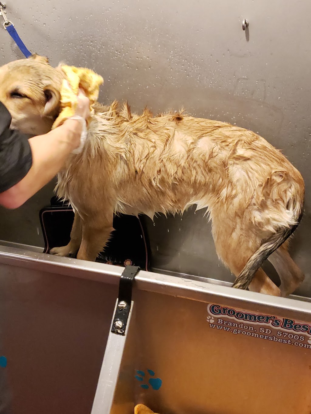Kims Pampered Pets | 1192 Benson St, Innisfil, ON L9S 1Y4, Canada | Phone: (705) 294-2712