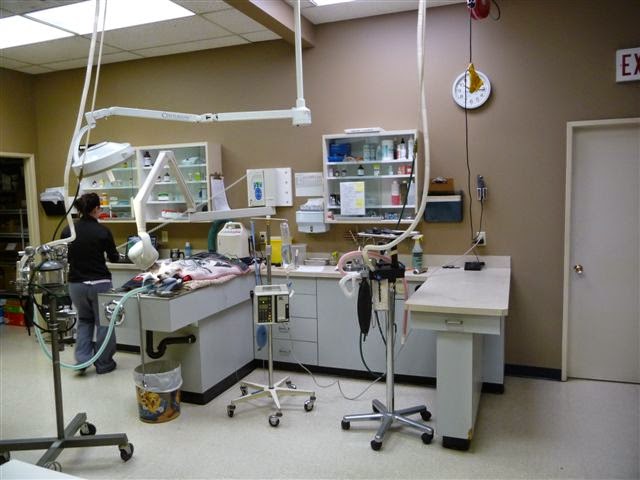Properties Animal Clinic | 5401 Temple Dr NE #110, Calgary, AB T1Y 3R7, Canada | Phone: (403) 285-5111