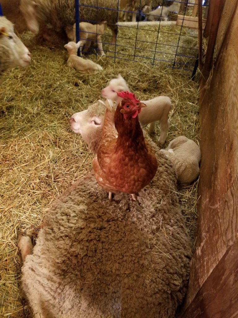 HEAVEN ON EARTH FARMS | 312302 ON-6, Ayton, ON N0G 1C0, Canada | Phone: (519) 831-7235