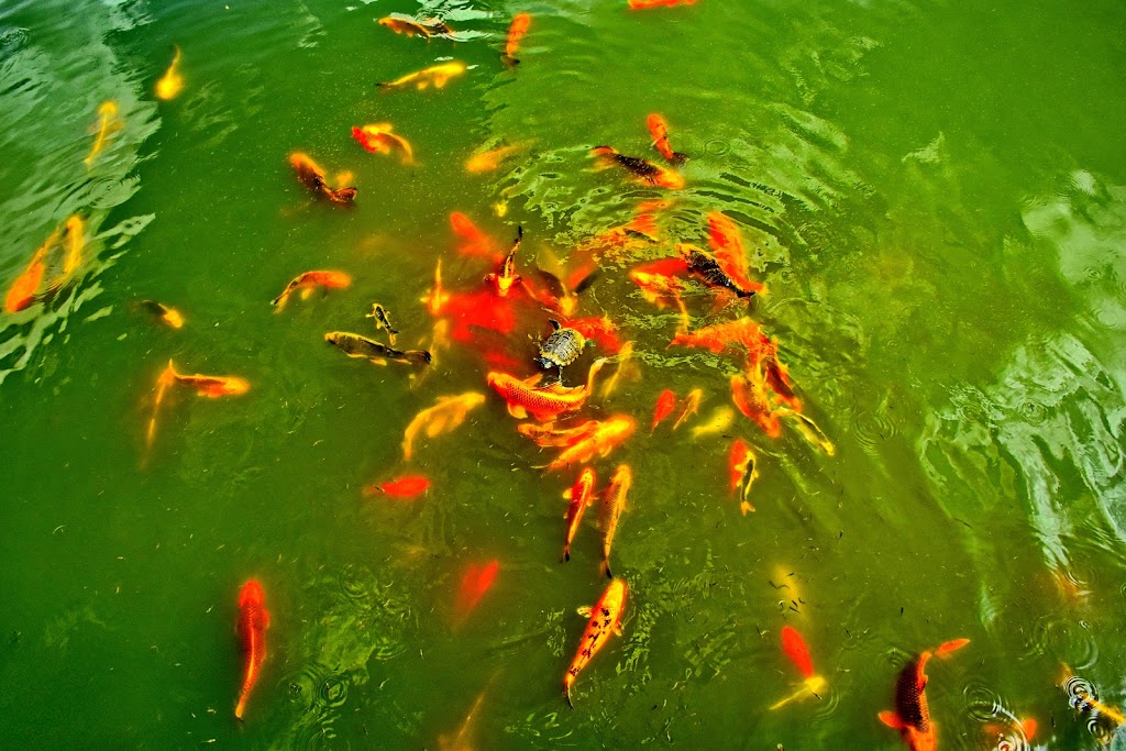 Wat Lao Veluwanaram Of Ontario | 17969 Airport Rd, Caledon East, ON L7K 2K1, Canada | Phone: (905) 584-6886