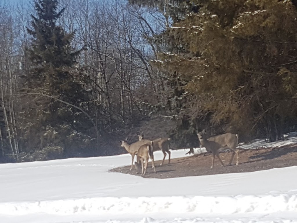 Rundles Mission Retreat Center | Physical-47436 RR # 15 Lakeshore Drive Mailing-Box 12 Site 8 RR # 1, Thorsby, AB T0C 2P0, Canada | Phone: (780) 389-2422