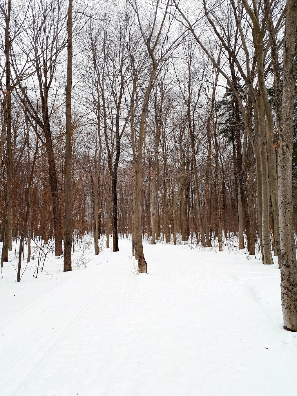 Trail Ancienne-Lorette | 1295 Rue des Loisirs E, LAncienne-Lorette, QC G2E, Canada