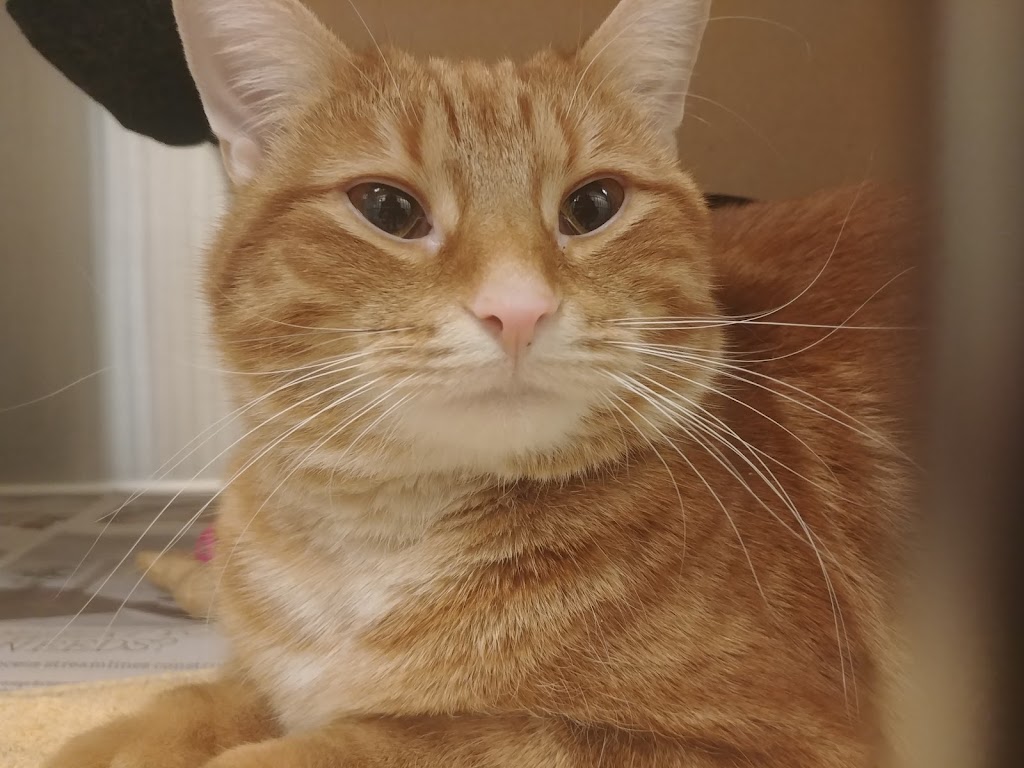 Ottawa Humane Society | 245 W Hunt Club Rd, Nepean, ON K2E 1A6, Canada | Phone: (613) 725-3166