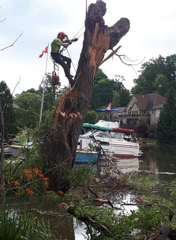Clean-Up Tree and Stump Removal | 1075 Charlotteville 8 Rd, Simcoe, ON N3Y 4K5, Canada | Phone: (519) 429-3238