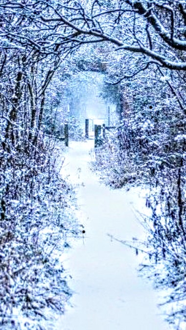 Douglas Fir Trail (east) | 175 Bow River Pathway, Calgary, AB T3C 3A6, Canada