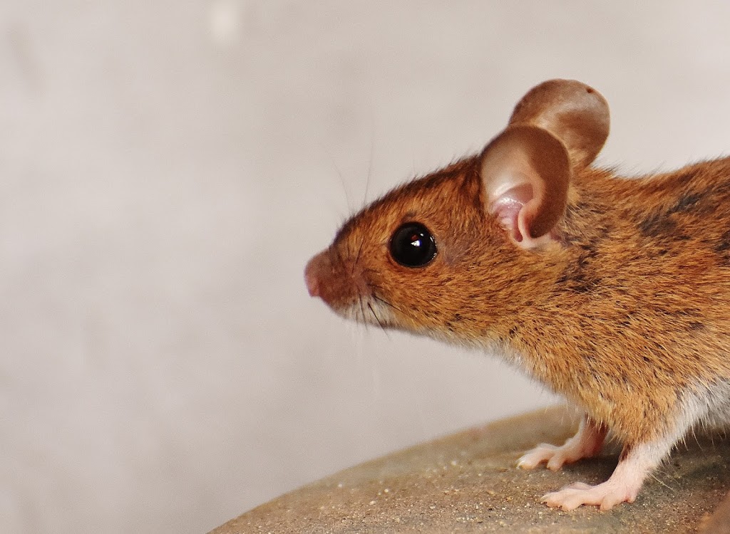 Contact Pest Control | 1955 Victoria Park Ave #10, Scarborough, ON M1R 0C9, Canada | Phone: (647) 709-4856