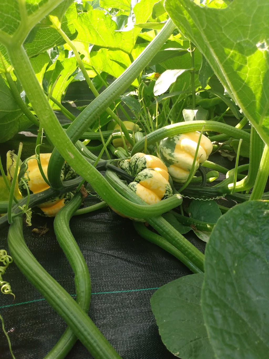 Veghead Farm | 18 Walgate Ave, Nepean, ON K2E 6M2, Canada | Phone: (613) 716-0939