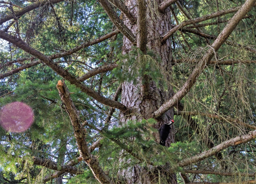 Linley Valley Cottle Lake Park | 3669 Rock City Rd, Nanaimo, BC V9T 1T6, Canada | Phone: (250) 756-5200