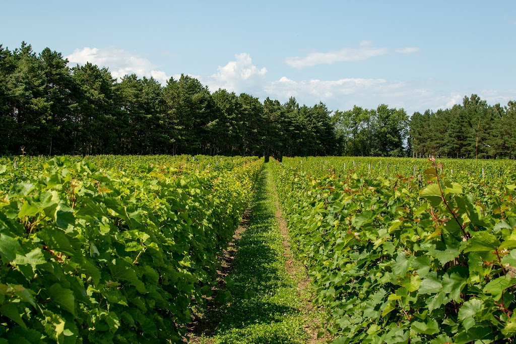Vignoble Morou | 238 Chem. Louis Cyr, Napierville, QC J0J 1L0, Canada | Phone: (450) 245-7569