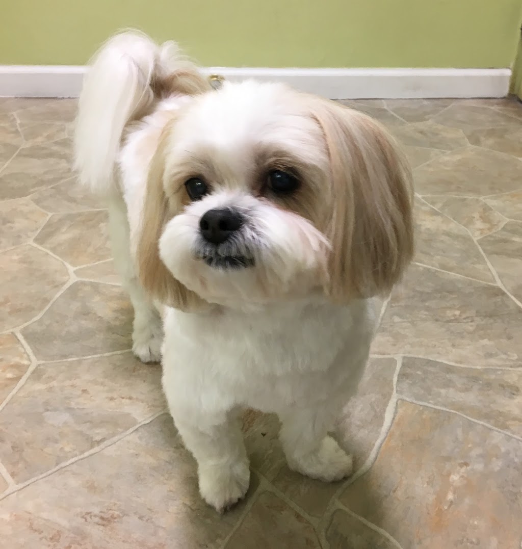 Dog Station Grooming Training & More | 160-1960 Como Lake Ave, Coquitlam, BC V3J 3R3, Canada | Phone: (604) 936-7297