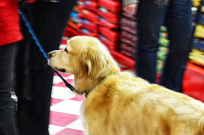 Global Pet Foods | 3643 Portage Rd, Niagara Falls, ON L2J 2K8, Canada | Phone: (905) 356-3555