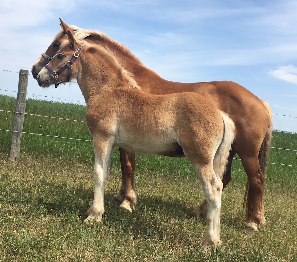 Alberta Family Horses Haflingers | AB-873, Rainier, AB T0J 2M0, Canada | Phone: (403) 363-2621