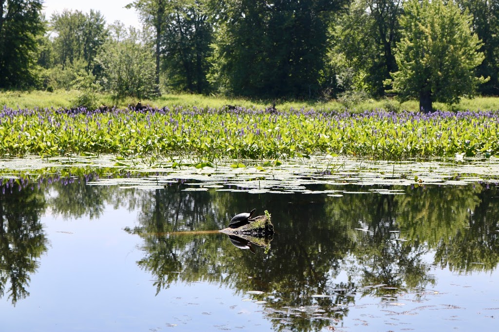 Petrie Island Park | 727 Trim Rd, Orléans, ON K4A 3P4, Canada | Phone: (613) 580-2400