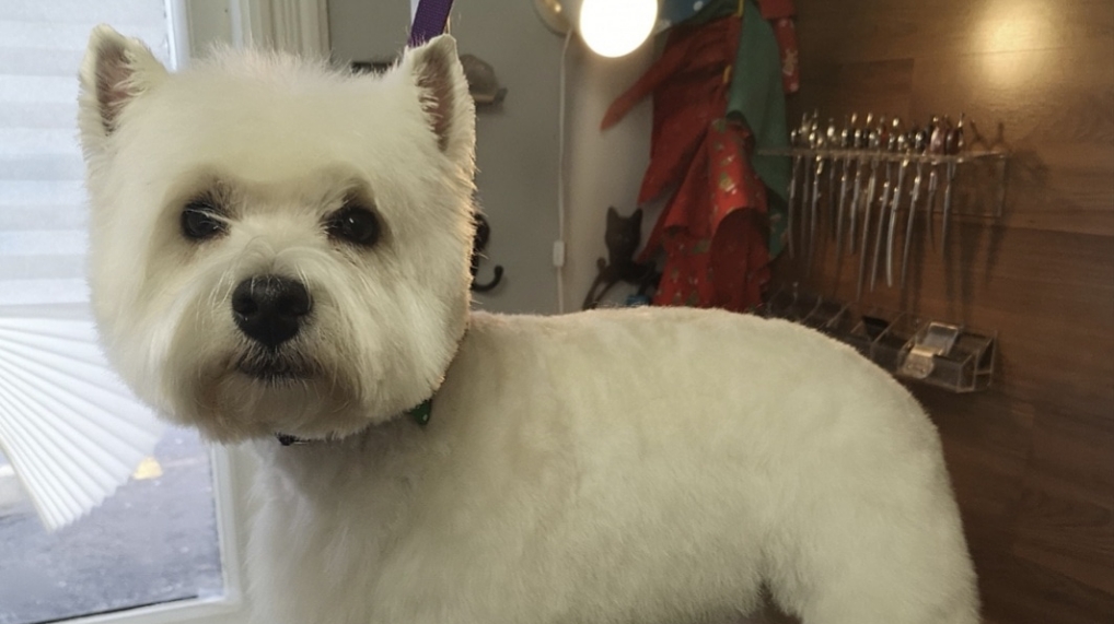 Christines Grooming Studio | 2363 Taunton Rd, Hampton, ON L0B 1J0, Canada | Phone: (905) 244-3392