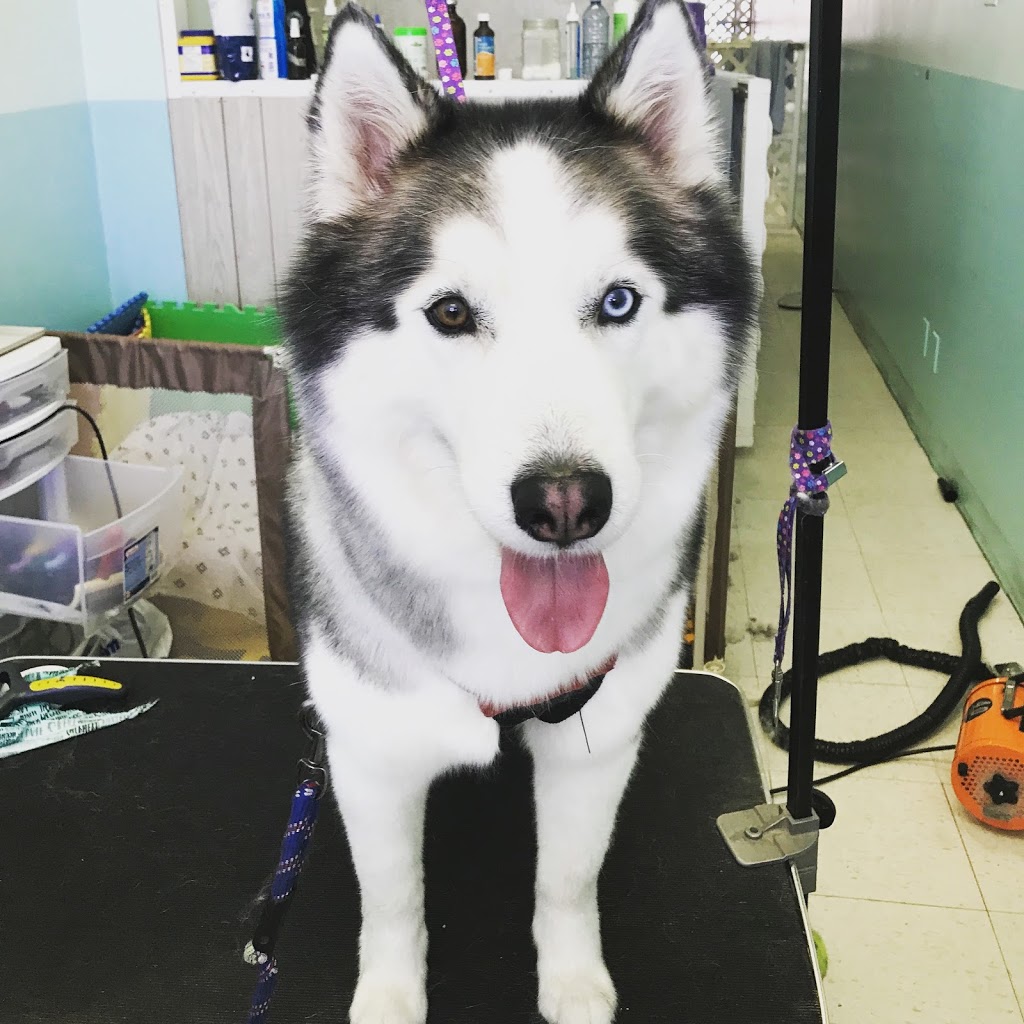 Bluffs Dog Grooming/Kristy’s Mutt Cutts | 2430 Kingston Rd, Scarborough, ON M1N 1V3, Canada | Phone: (416) 261-9855