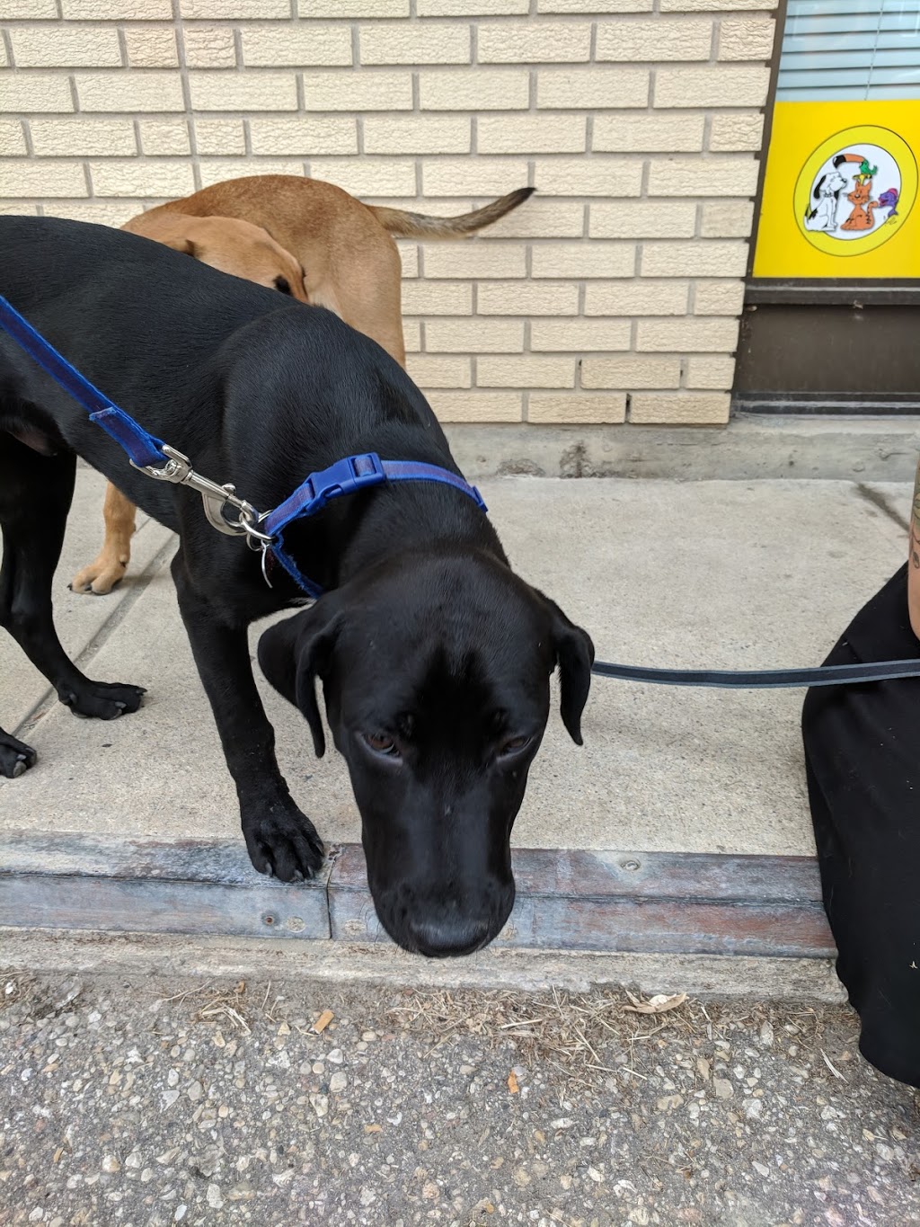 Best West Pet Foods Inc | 492 St Annes Rd, Winnipeg, MB R2M 3E1, Canada | Phone: (204) 257-4044