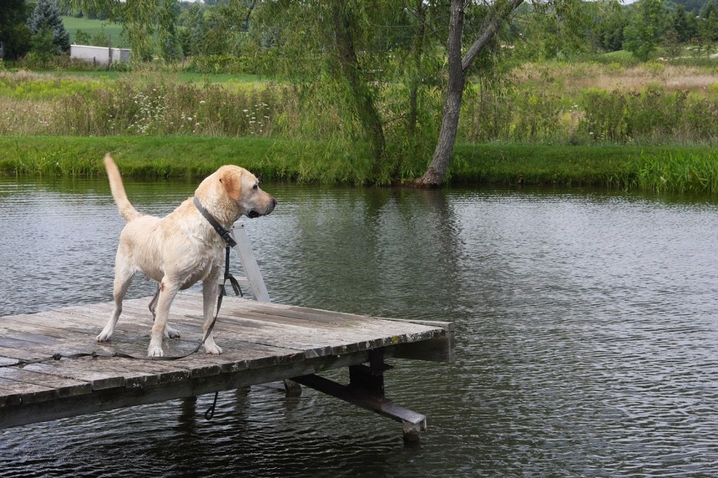 Escarpment Pet Retreat | 6449 Guelph Line, Burlington, ON L7P 0A6, Canada | Phone: (905) 333-0333
