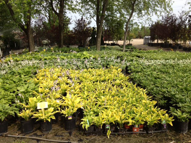 Maidstone Tree Farm & Garden Centre | 7010 ON-3, Maidstone, ON N0R 1K0, Canada | Phone: (519) 737-2999