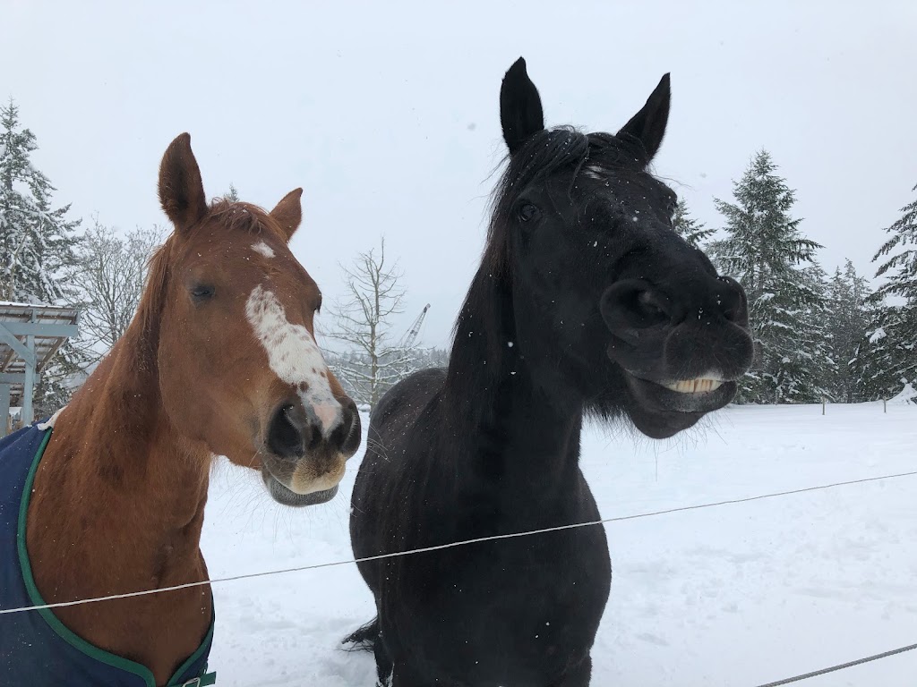 Tantivy Stables | 6224 Central Saanich Rd, Victoria, BC V8Z 5T7, Canada | Phone: (250) 652-9537