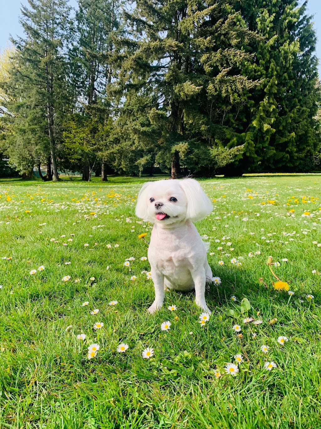 Doris Grooming & Spa | 647 Godwin Ct, Coquitlam, BC V3K 5T1, Canada | Phone: (236) 513-4770