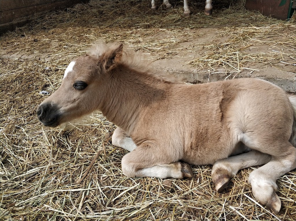 Mini Pony Mirabel | 19370 Rue Victor, Mirabel, QC J7J 0C5, Canada
