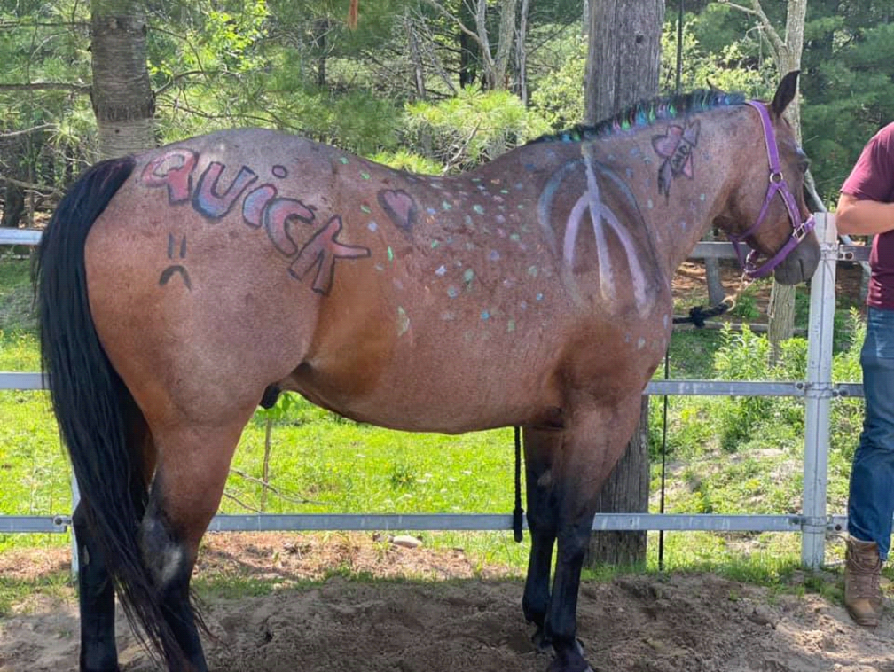Greener Pastures Equine Programs | 2685 B Line Rd, Pembroke, ON K8A 6W8, Canada | Phone: (613) 687-7096