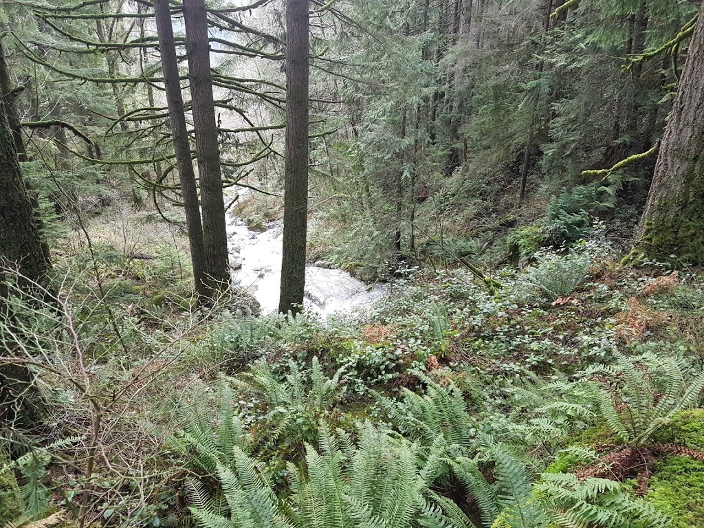 Munro Lake Trail | Munro, Lake Trail, Coquitlam, BC V3E 3H1, Canada