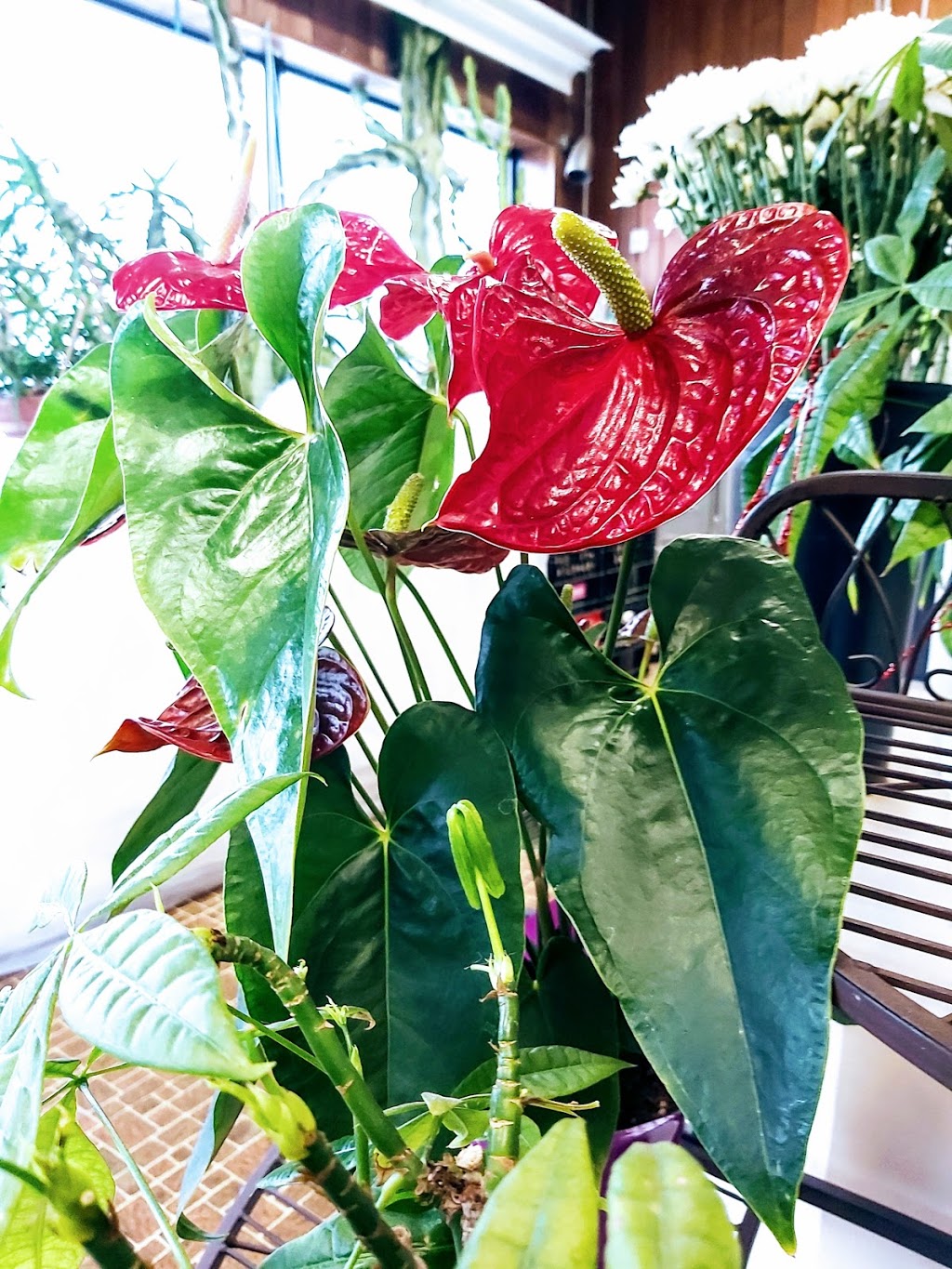 Cosmopolitan Florists | 994 Main St, Winnipeg, MB R2W 3P7, Canada | Phone: (204) 589-7359