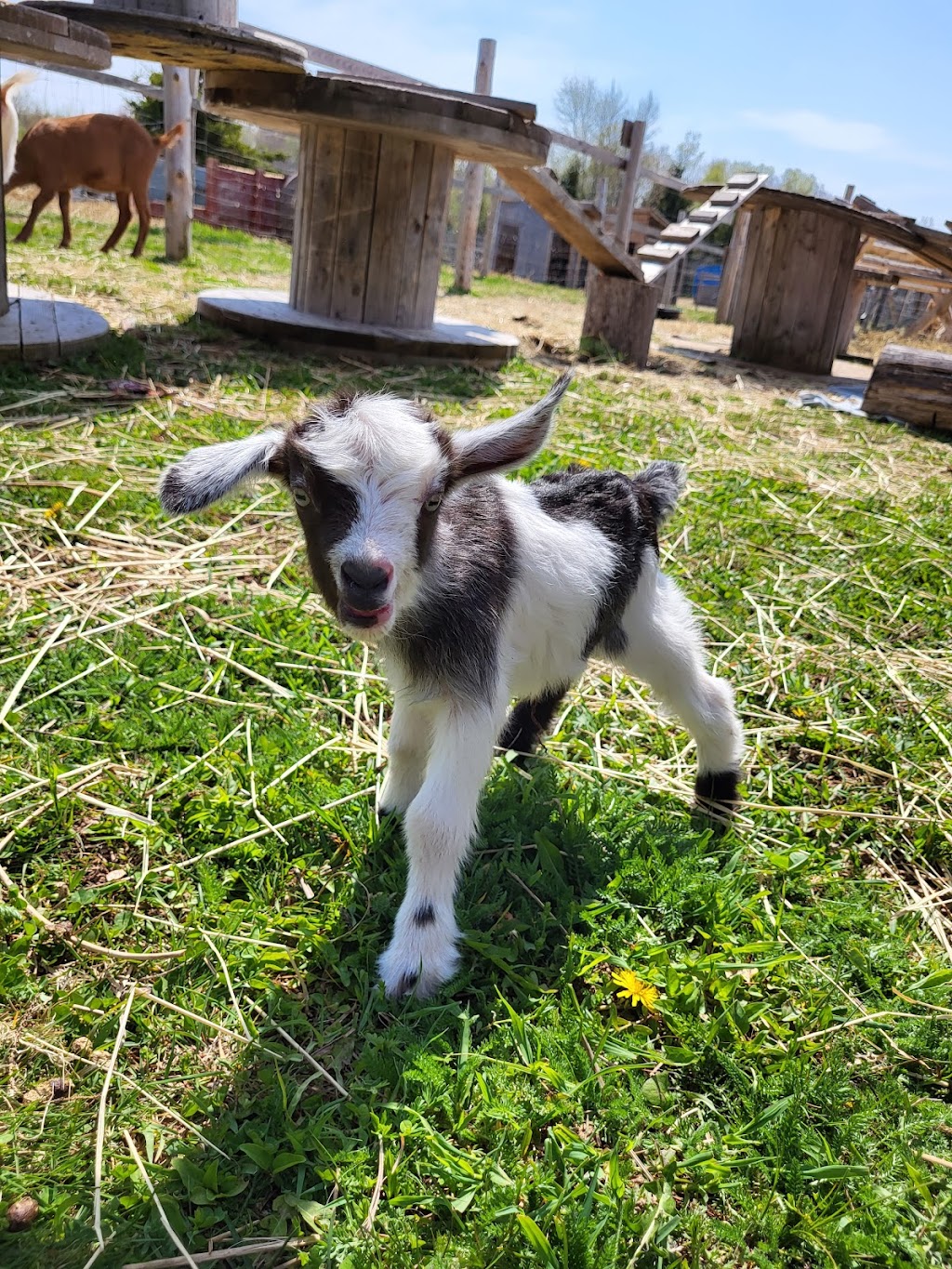 Brudenell Miniatures Barnyard Zoo | 74 Brudenell Point Rd, Montague, PE C0A 1R0, Canada | Phone: (902) 969-0011