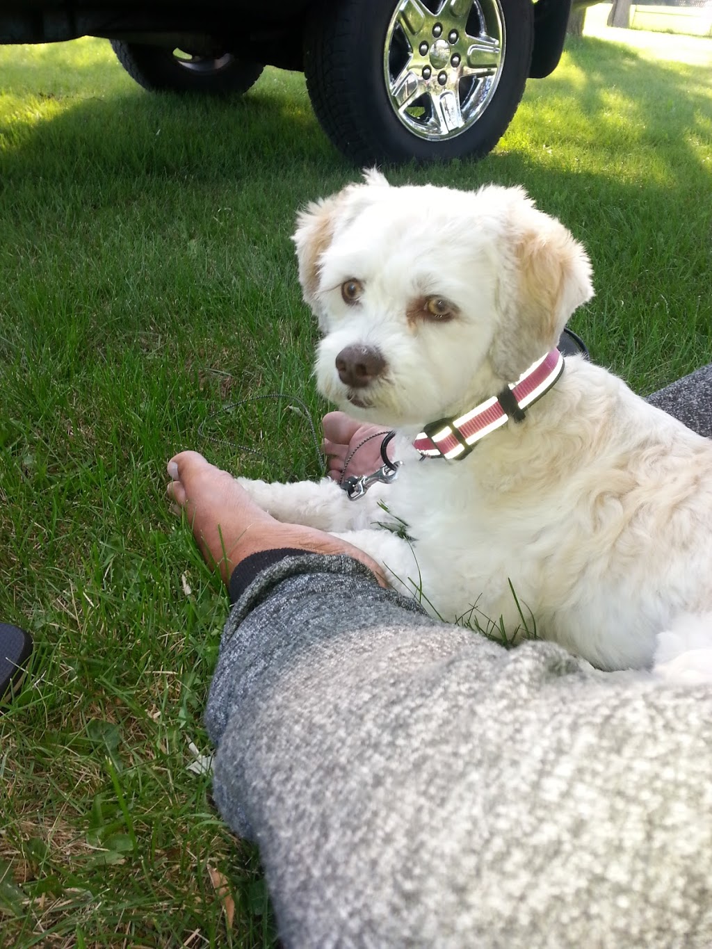 Animal Hospital Of Cambridge | 621 Hespeler Rd, Cambridge, ON N1R 6J3, Canada | Phone: (519) 624-9760
