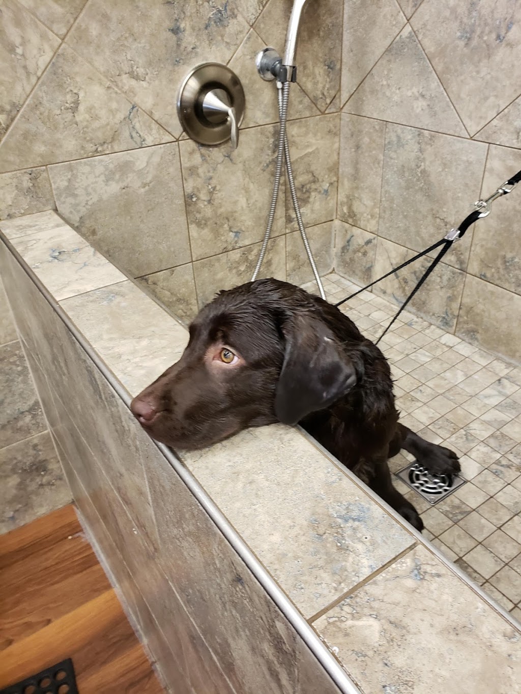 Bosleys by Pet Valu | 20202 66 Ave, Langley Twp, BC V2Y 1P3, Canada | Phone: (778) 277-2705