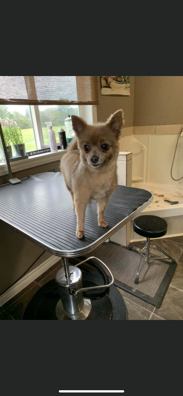 Julies Pampered Pets | 58183 Calton Line, Vienna, ON N0J 1Z0, Canada | Phone: (226) 456-5857