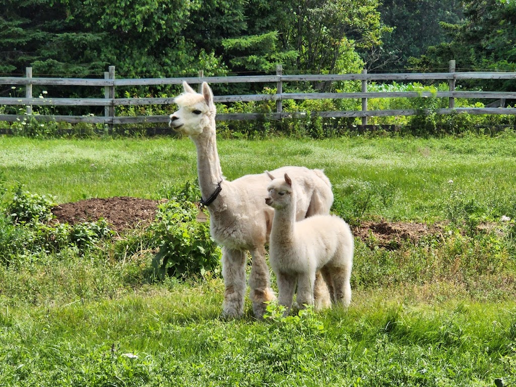 Pinwheel Farm PEI | 17208 All Weather Hwy, Milton Station, PE C1E 0W9, Canada | Phone: (782) 377-6714