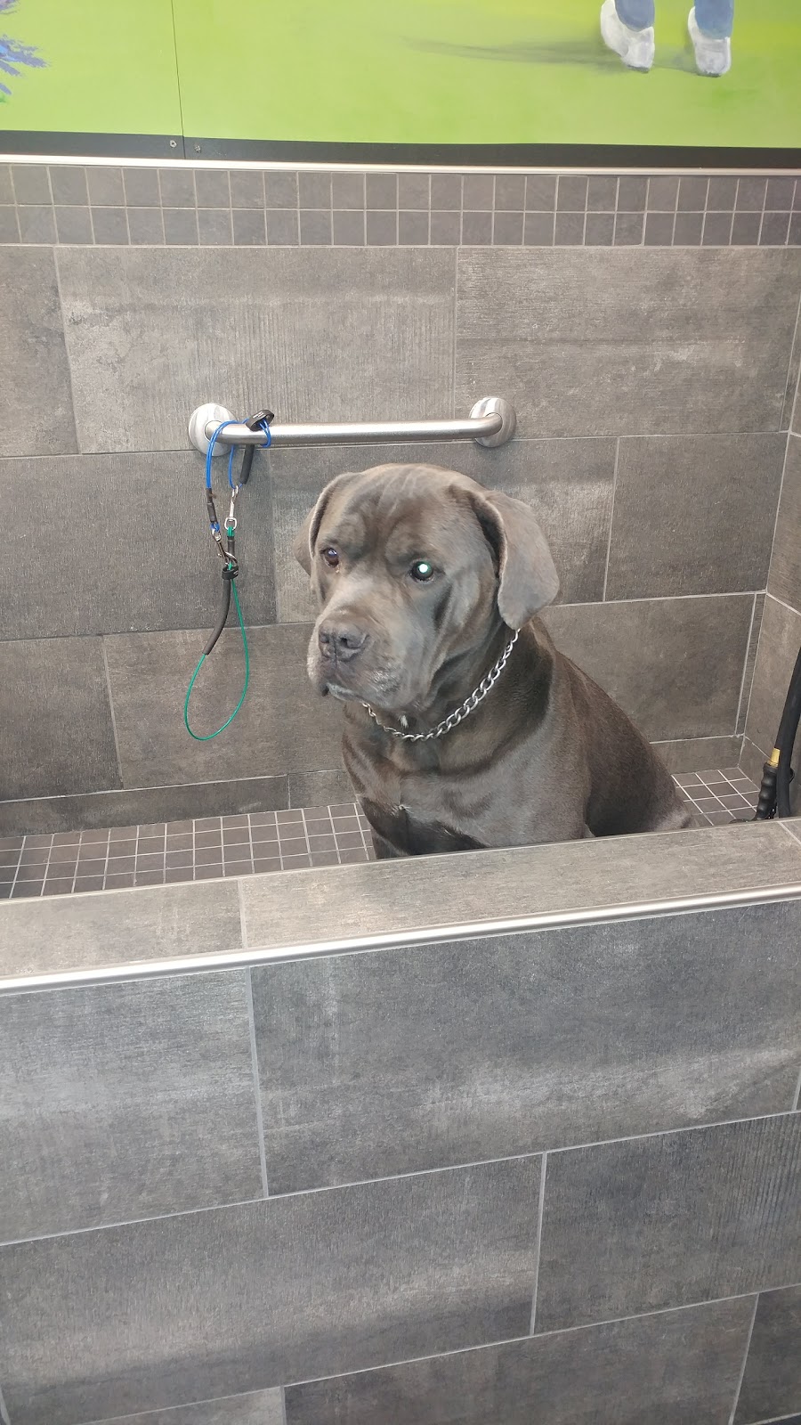 Bosleys by Pet Valu | 5500 Clements Crescent, Peachland, BC V0H 1X5, Canada | Phone: (250) 767-0121