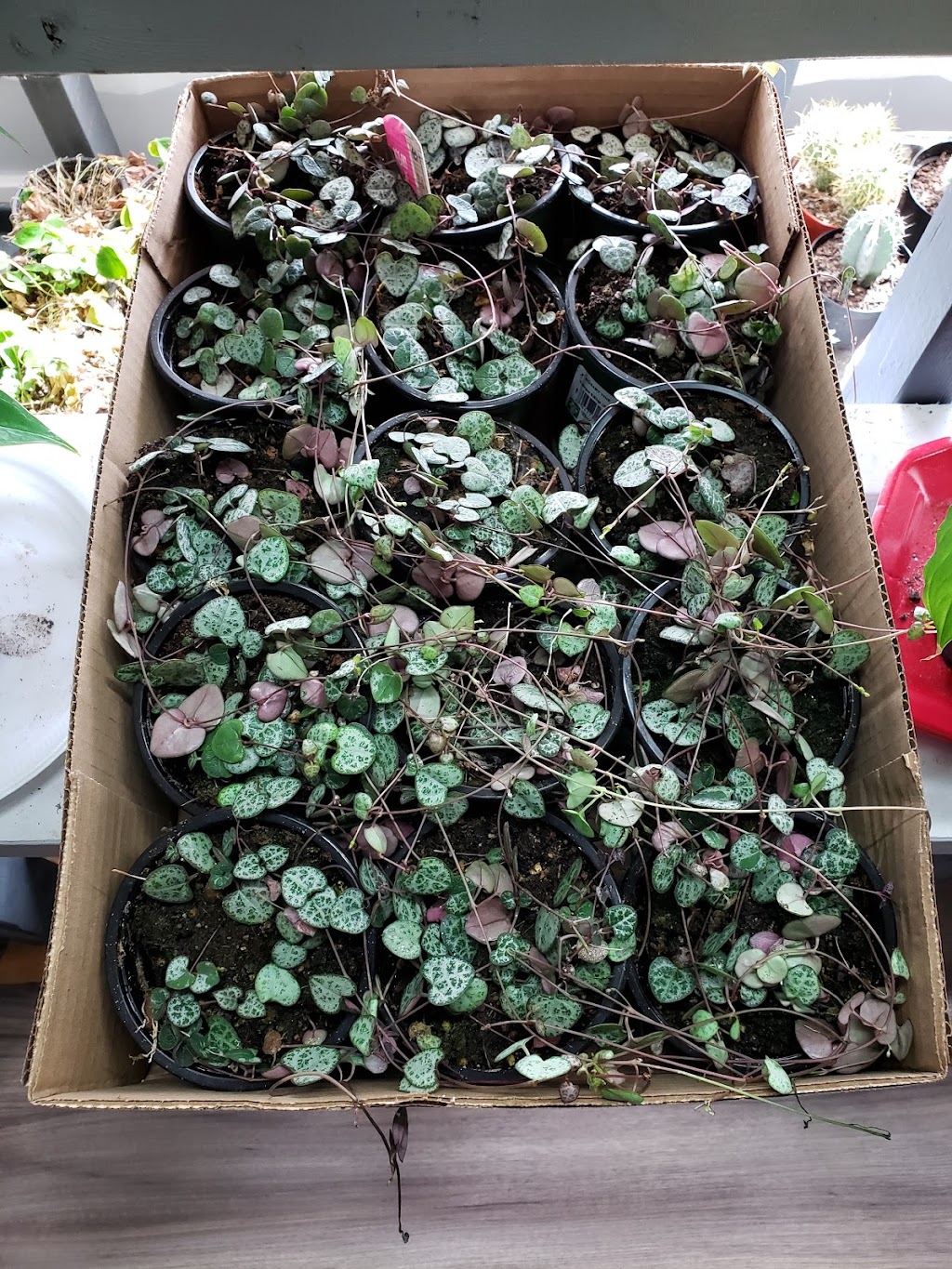 Tropikal-Leaf Wonders | 896 Elmhurst Rd, Winnipeg, MB R3R 0V4, Canada | Phone: (204) 914-4516