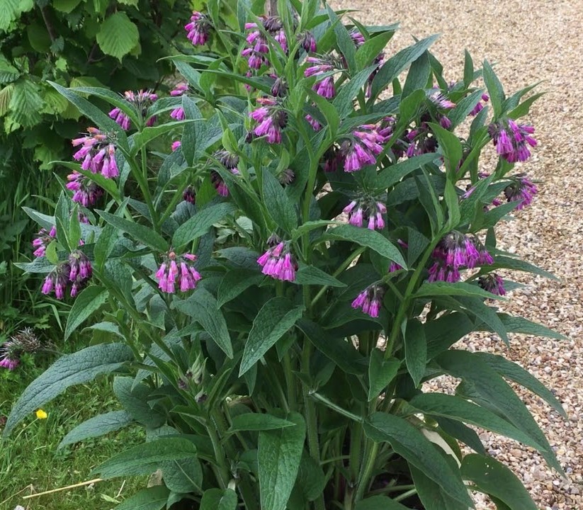 50 Mather - Perennials | 50 Mather Rd, Bancroft, ON K0L 1C0, Canada | Phone: (613) 332-8532