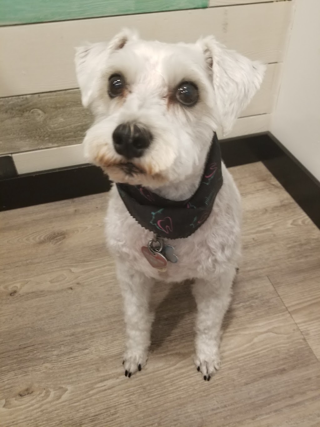 Dog gone beautiful Smiles aldergrove | 27159 Fraser Hwy, Aldergrove, BC V4W 3P7, Canada | Phone: (604) 427-0880