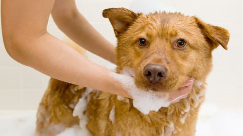 Centre Canin de LOuest | 1226 Chemin Ste Angélique, Saint-Lazare, QC J7T 4A3, Canada | Phone: (450) 455-2209
