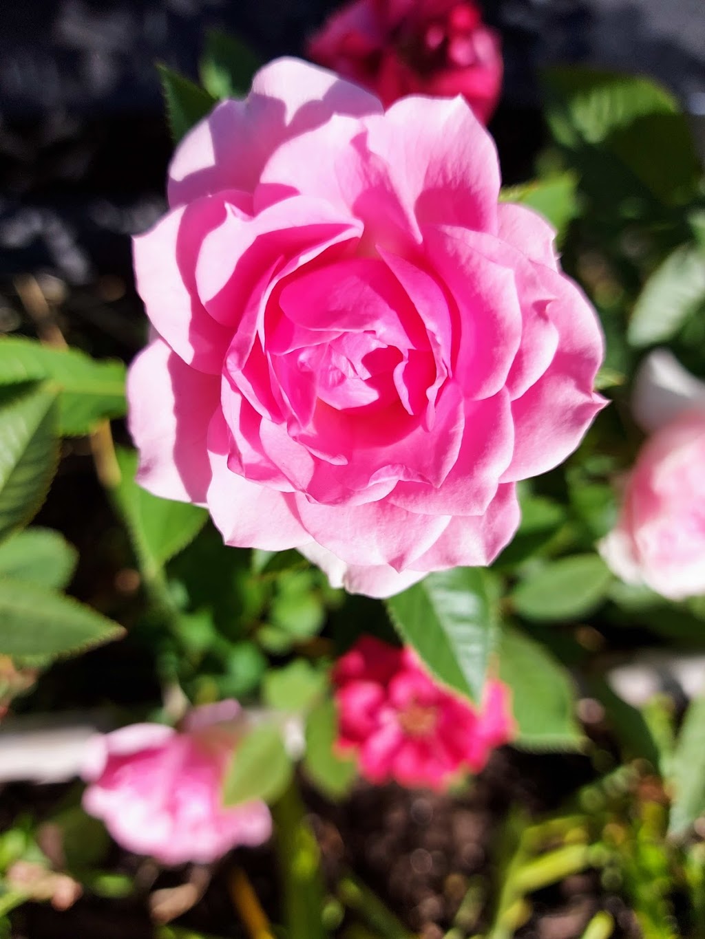 Grave Guardians | 53 Aveline Crescent, Scarborough, ON M1H 2P4, Canada | Phone: (416) 990-4933