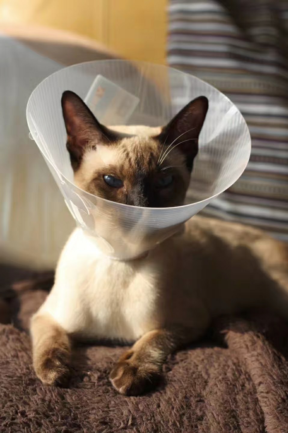 East Side Animal Hospital I affordable Vet in Toronto | 3095 Kingston Rd, Scarborough, ON M1M 1P1, Canada | Phone: (416) 264-8387