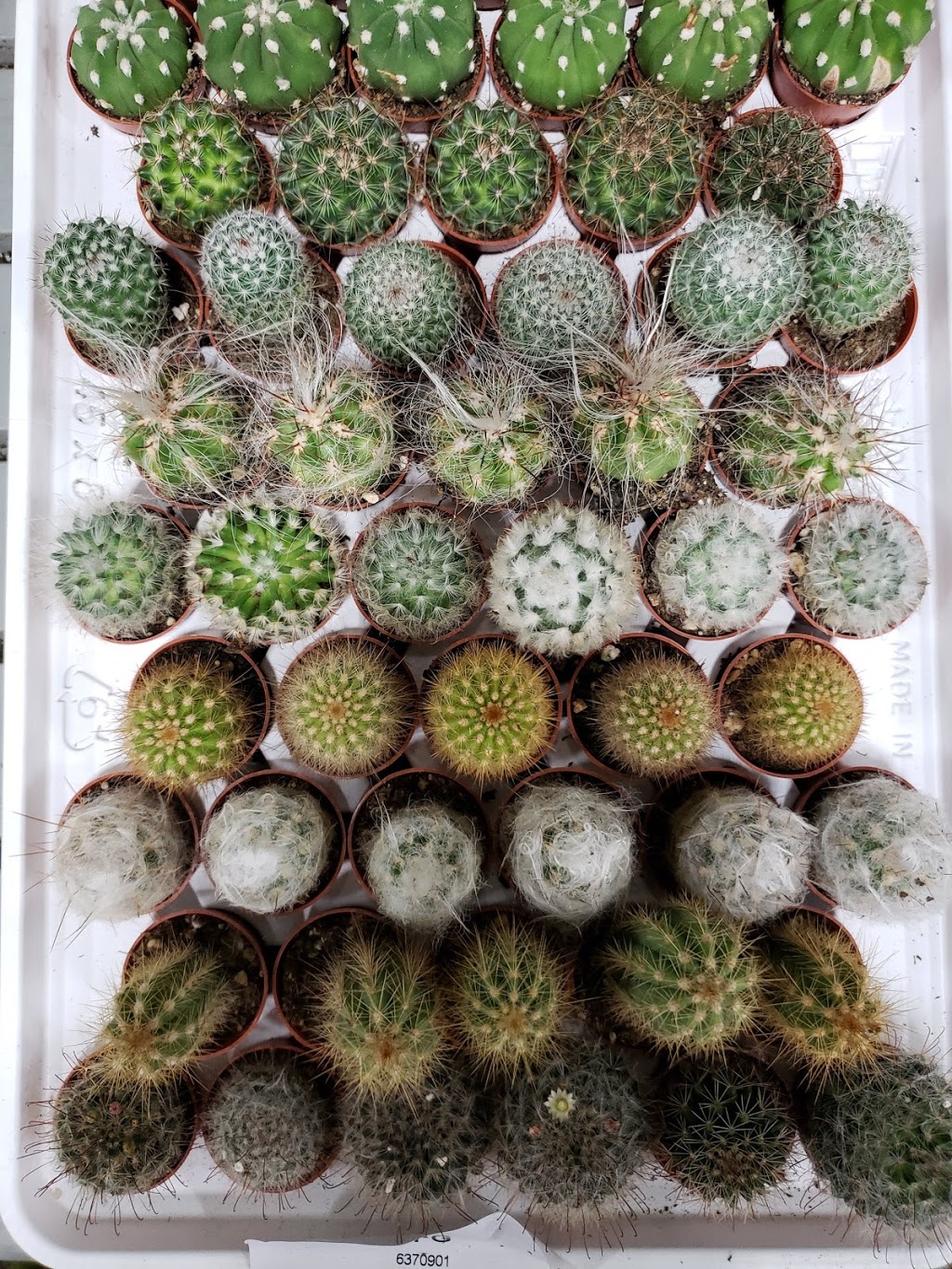 Ontario Flower Growers Co-Op Ltd-Auction | 910 Mid-Way Blvd, Mississauga, ON L5T 1T9, Canada | Phone: (905) 670-9556