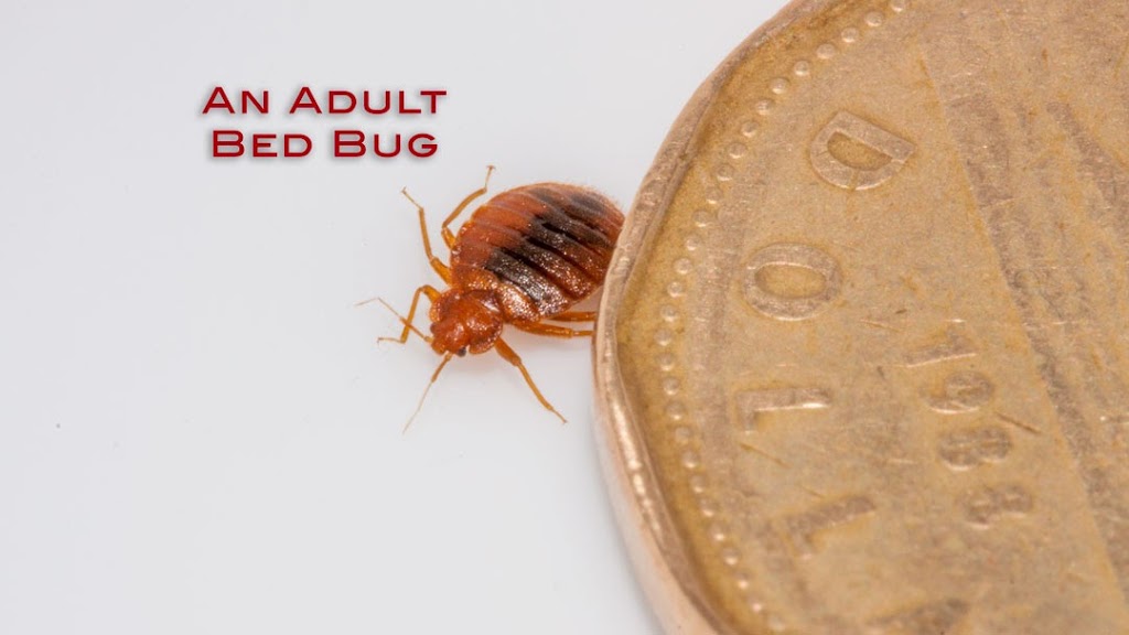 Mississauga Pest Control | 4712 Colombo Crescent, Mississauga, ON L5M 7R4, Canada | Phone: (416) 321-5060