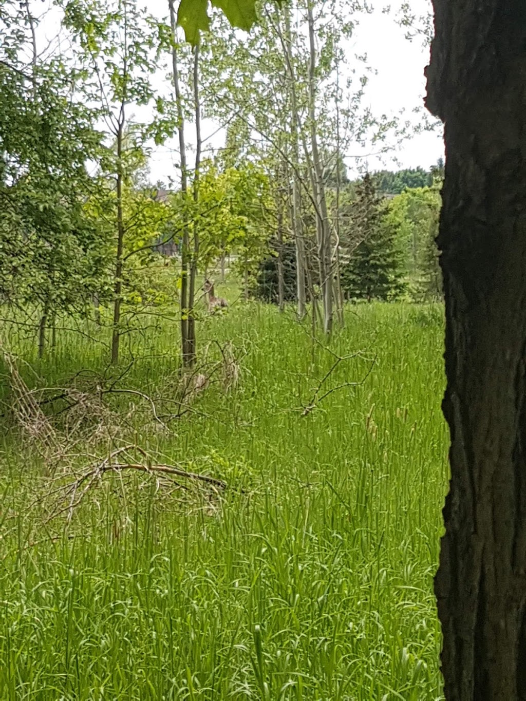 Monarch Park | 77 Longwater Chase, Unionville, ON L3R 4A9, Canada | Phone: (905) 415-7535